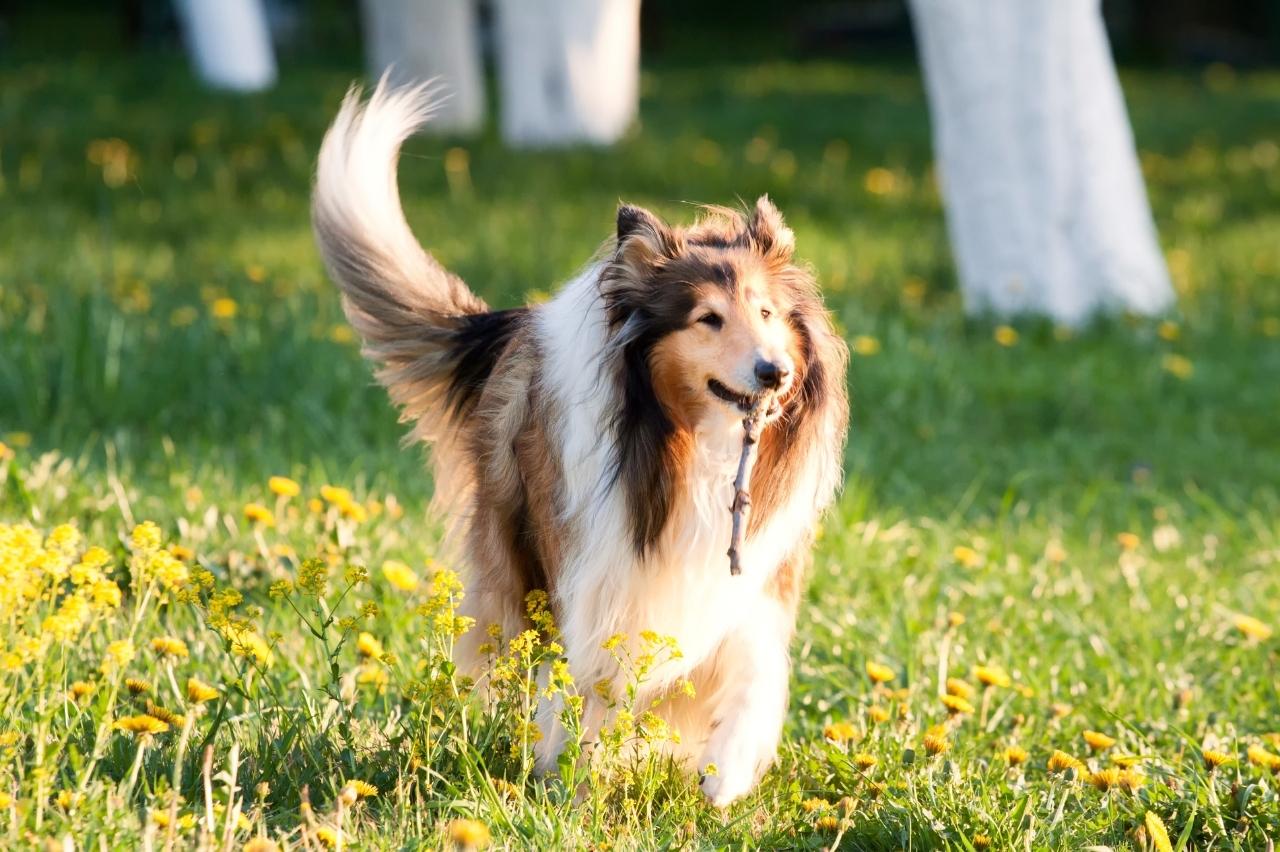 is beef jerky suitable for a rough collie