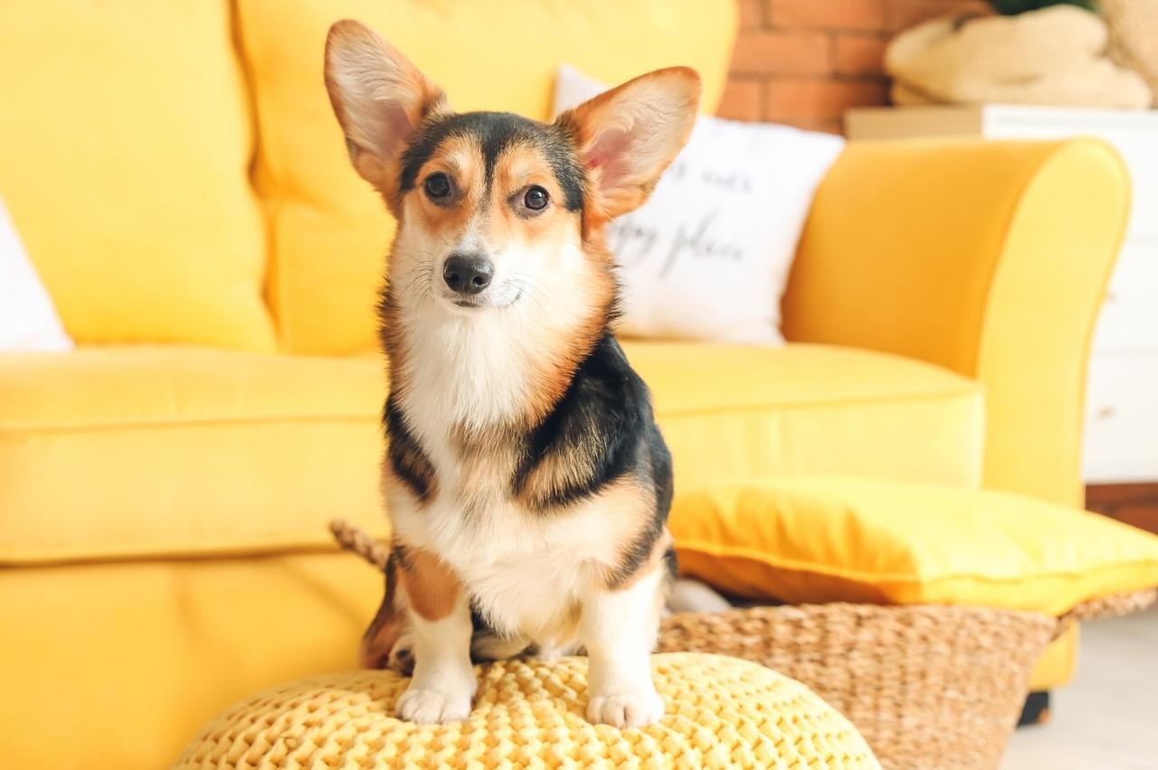 10 Best Dog Cameras for Corgis