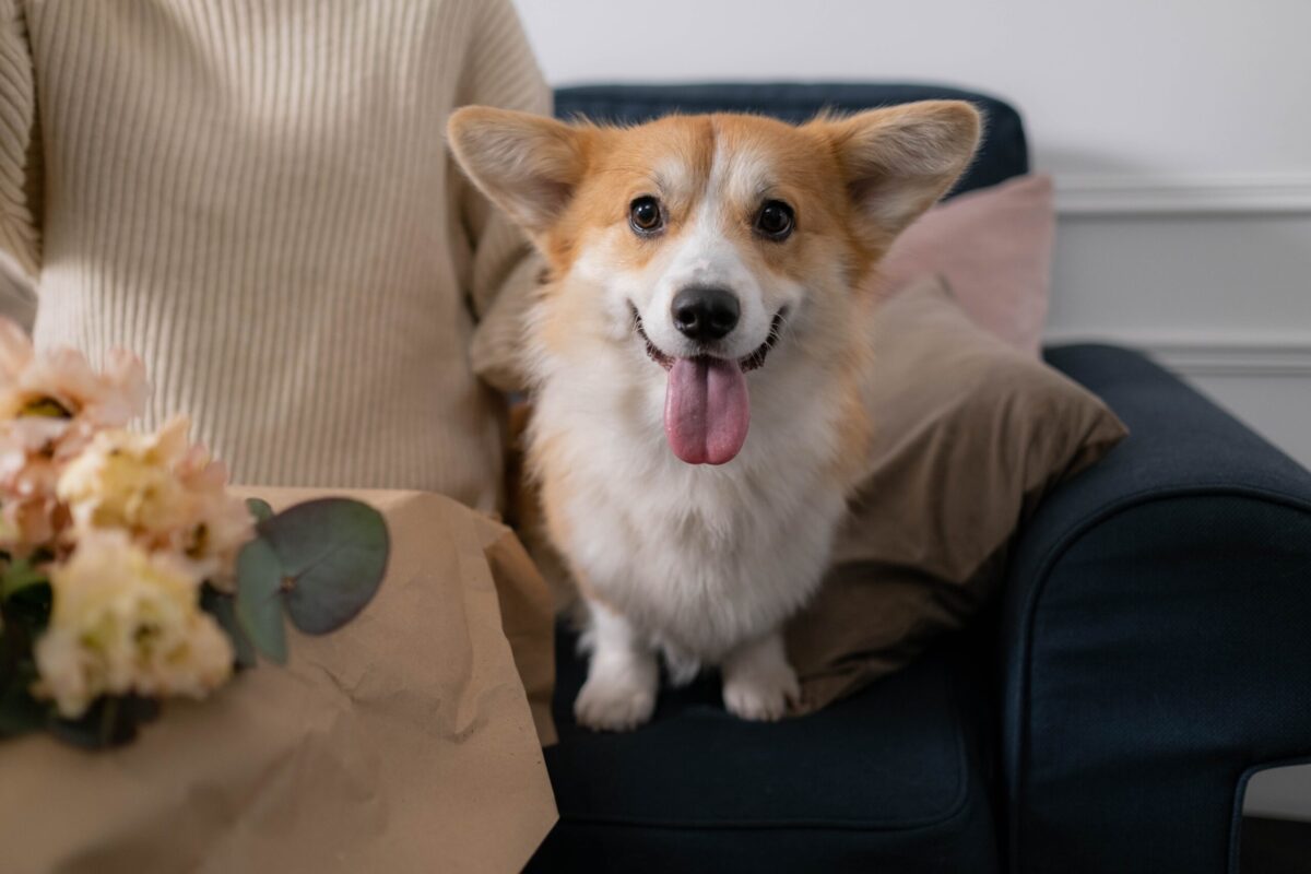 the best smart dog feeder for your Corgi