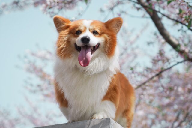 Best Dog Treadmill Products for Corgis