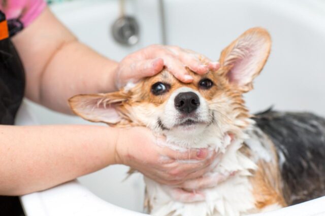 Best bathtub for Corgis