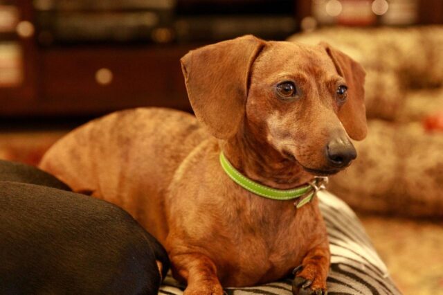 Best dog cameras for Dachshunds