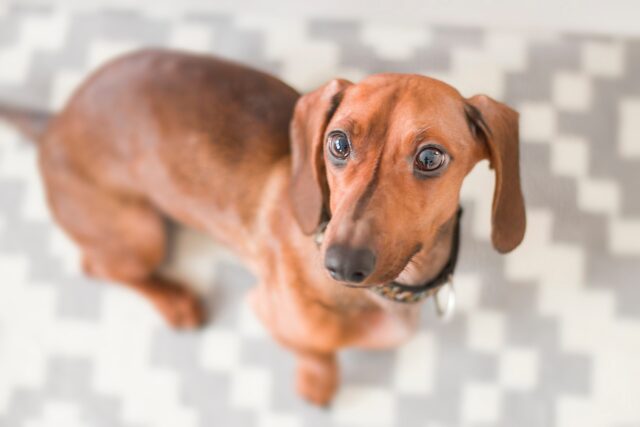 best weight loss supplements for Dachshunds