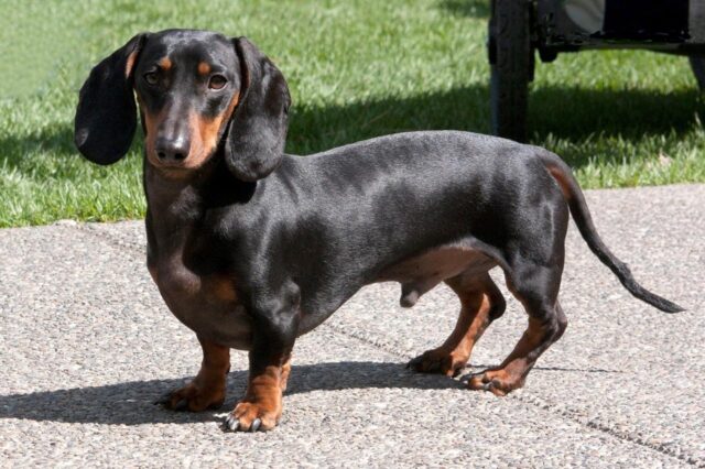 Best online dog training classes for Dachshunds