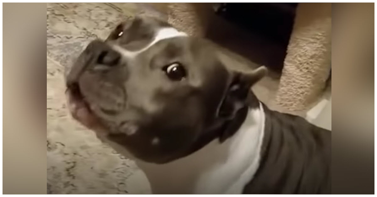 Rescued Pit Bull Has ‘Nonstop’ Conversations With Her Canine Mother