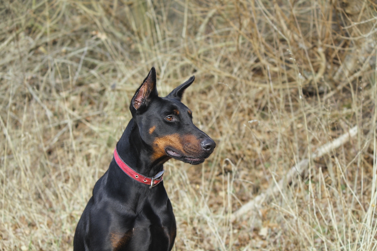 the best weight loss supplements for your Doberman