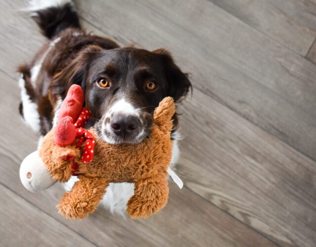 Dog holding stuffed animal