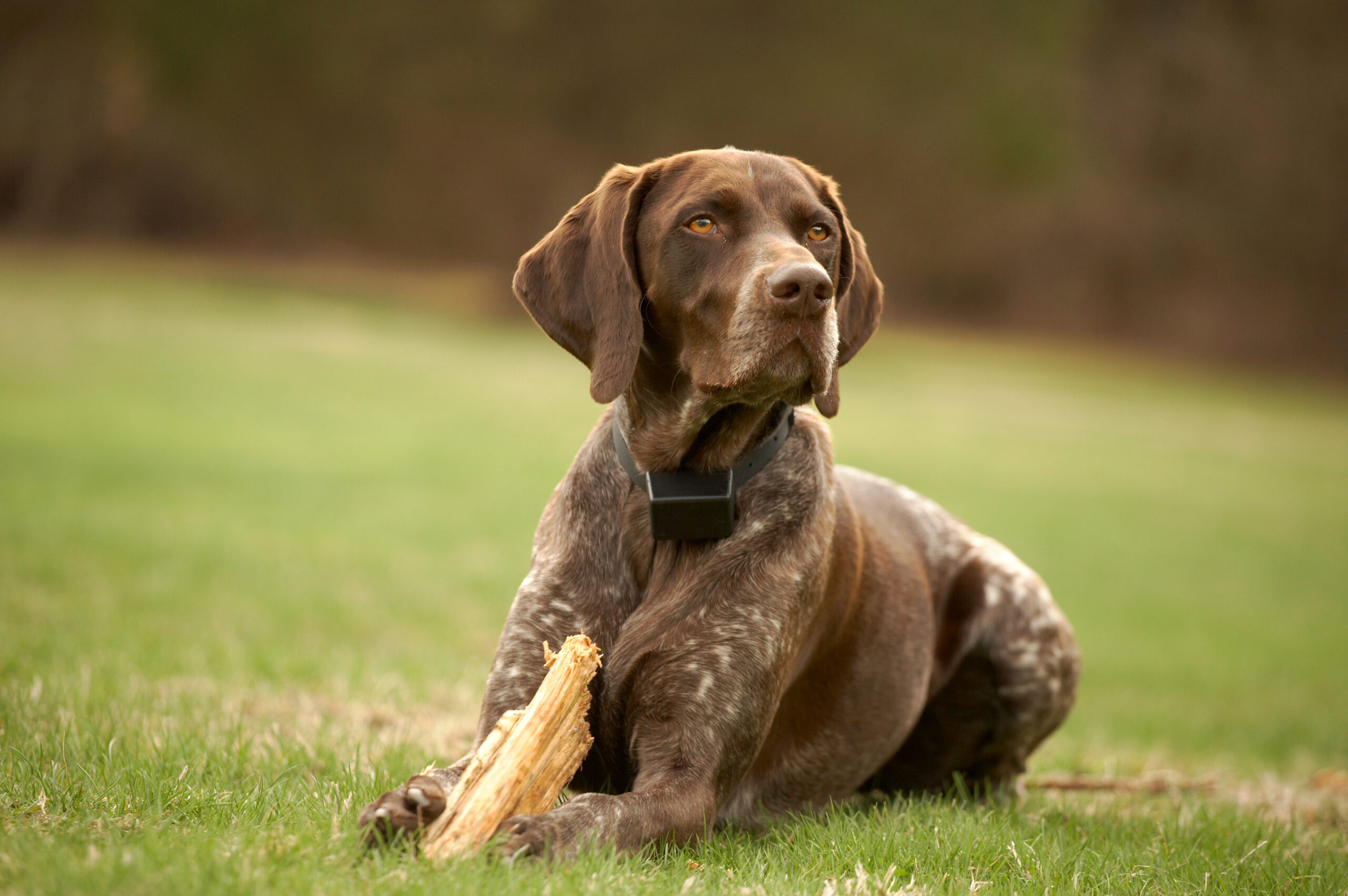 German,Shorthaired,Pointer,Dog,Sitting,In,Field