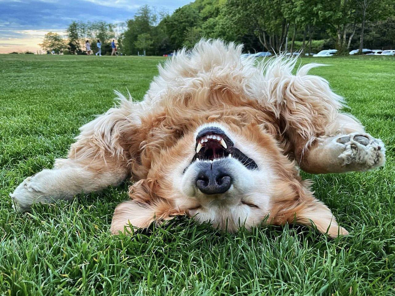 Dog rolling in grass