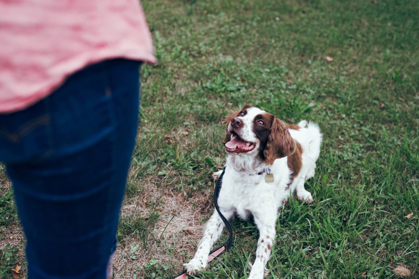 Dog training outdoors