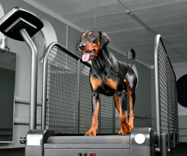 Dog using dog treadmill