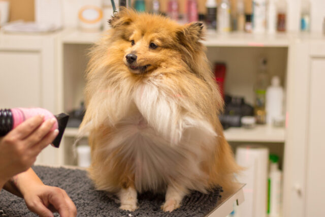 Fluffy dog getting groomed