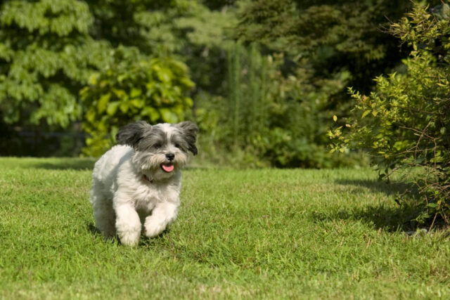 Fluffy dog running in yard