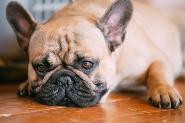 Best dog cameras for French Bulldogs