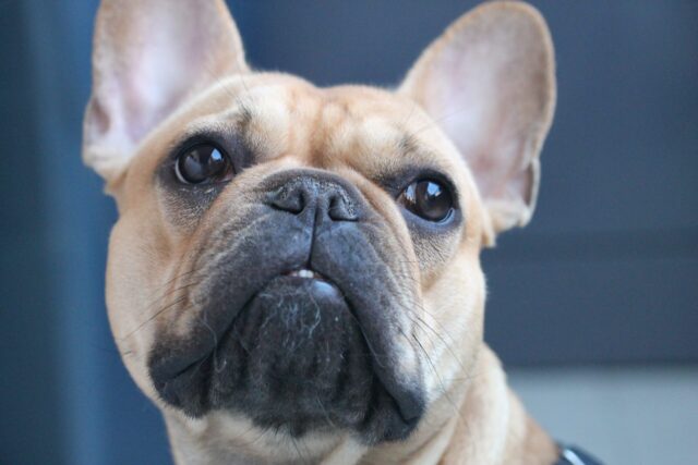 best weight loss supplements for French Bulldogs