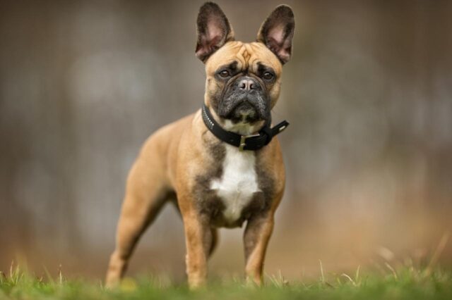Best online dog training classes for French Bulldogs