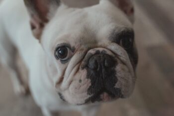 PetWireDaily — 9 Best Smart Dog Feeders for French Bulldogs in 2026