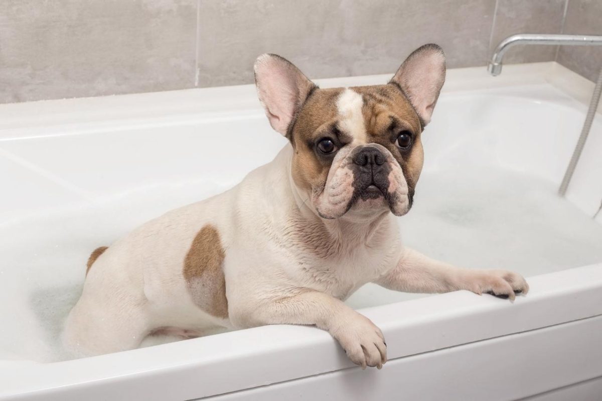 French Bulldog giving stubborn side eye during bath