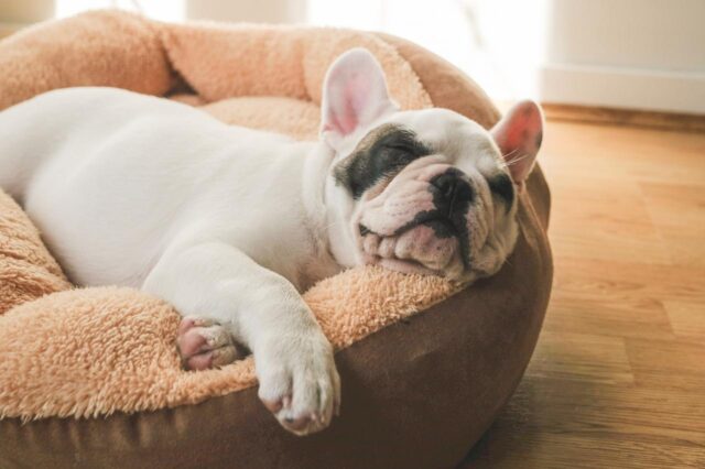 Best dog multivitamins for French Bulldogs
