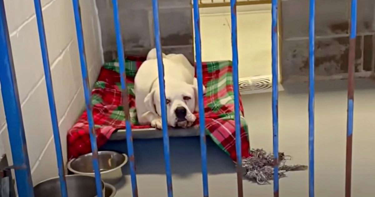 Shaken Shelter Dog Listens To Music At Bedtime To Soothe Her