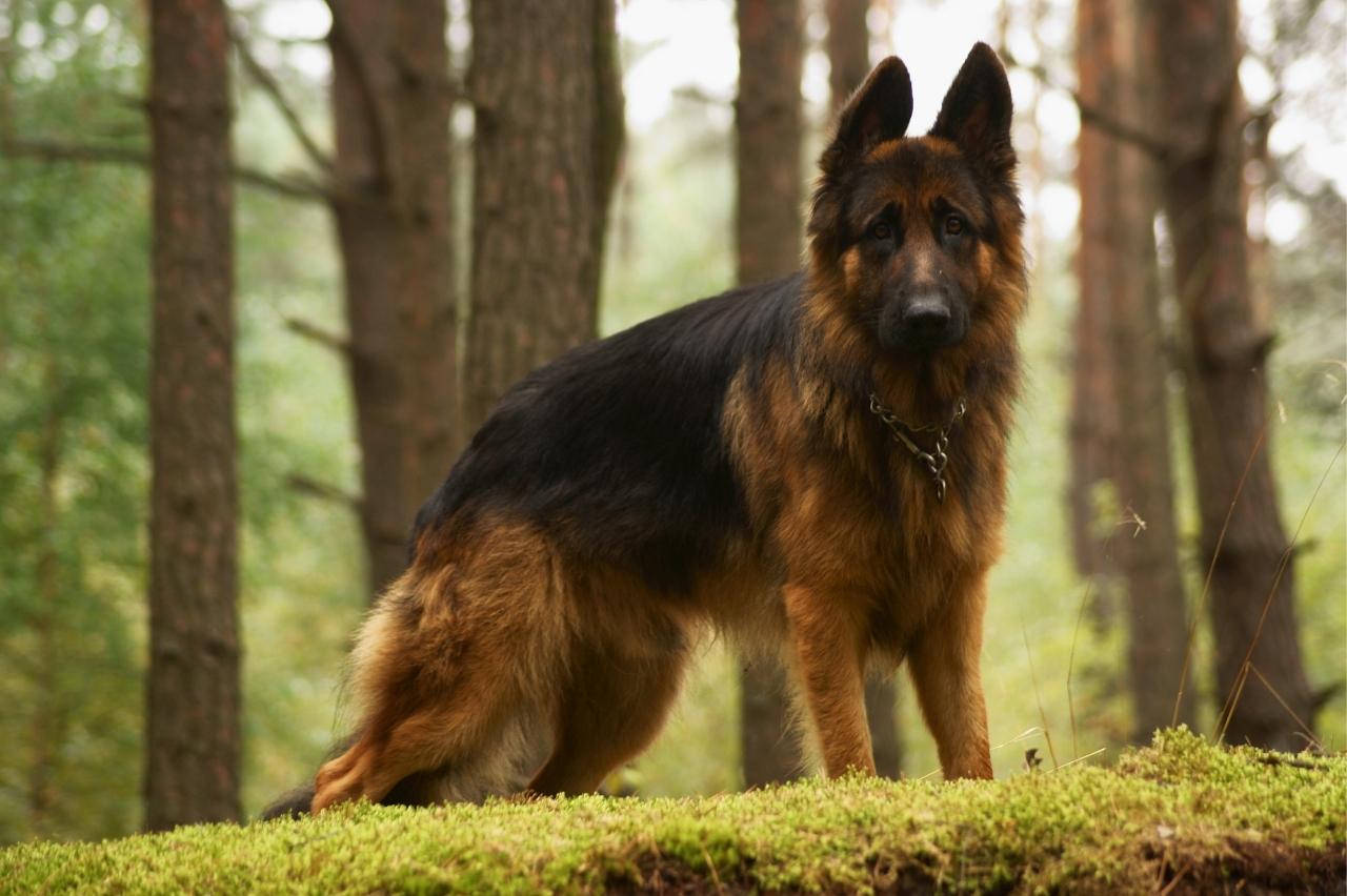 7 Best Online Dog Training Classes for German Shepherds