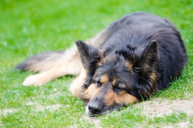 Best dog multivitamins for German Shepherds