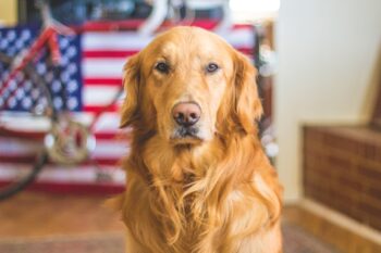 the best weight loss supplements for your Golden Retriever