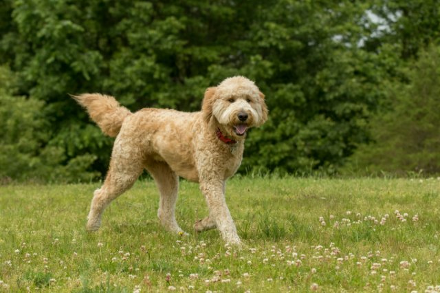 How Often Do I Take a Goldendoodle Outside to Pee?