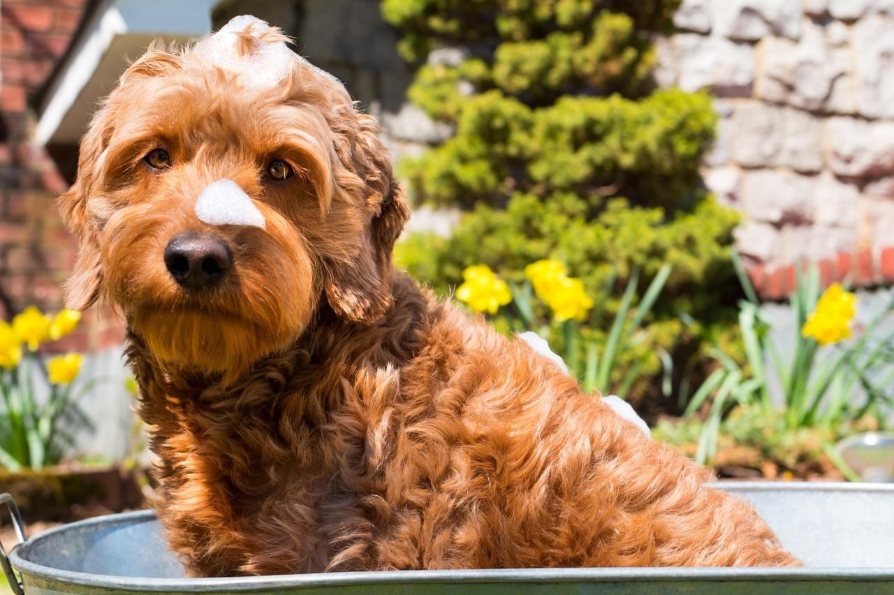 Best bathtub for Goldendoodles