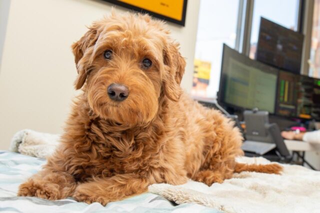 Best dog cameras for Goldendoodles