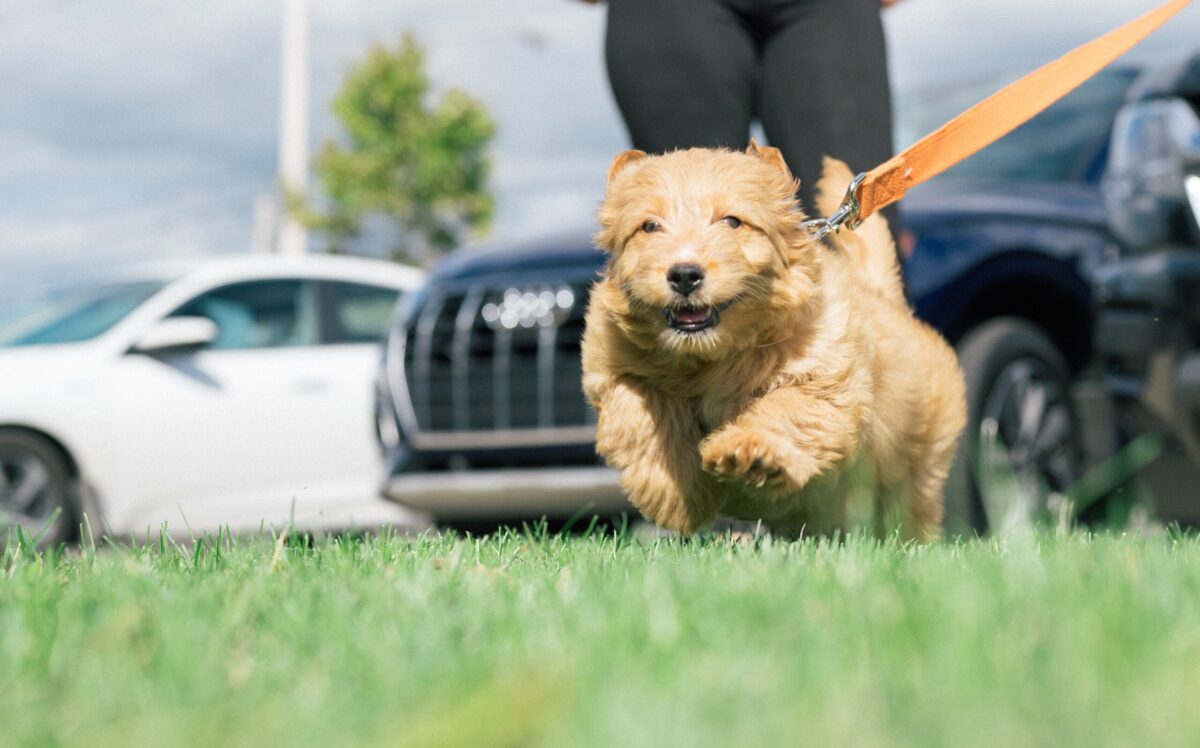 smart canine  feeders for Goldendoodles