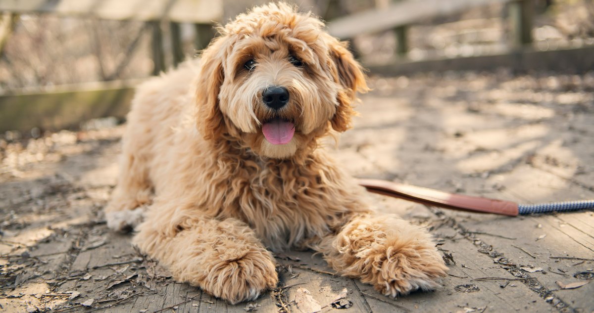 Goldendoodle-Feature5