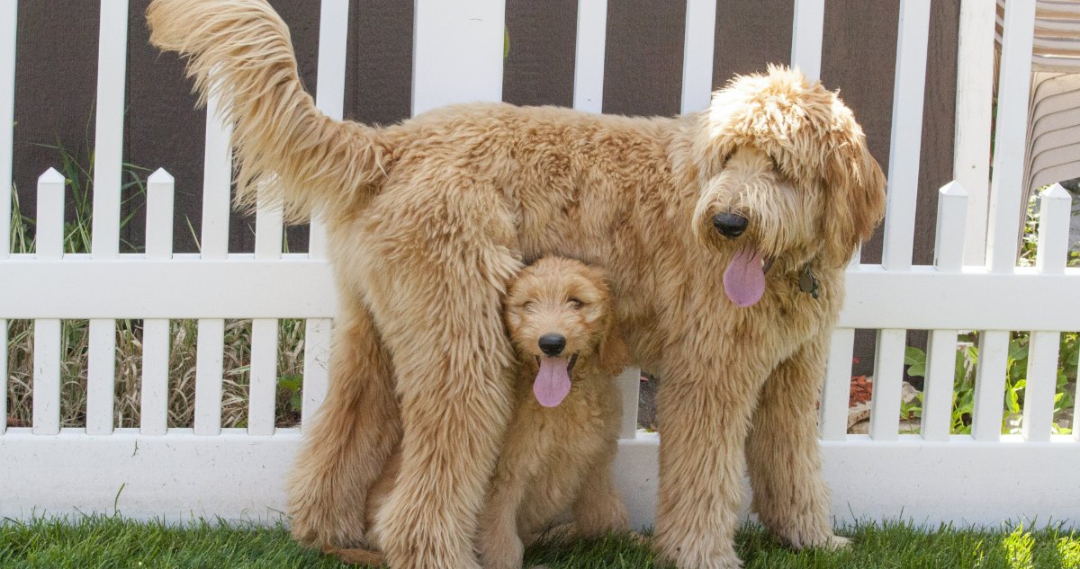 Goldendoodle-Feature6