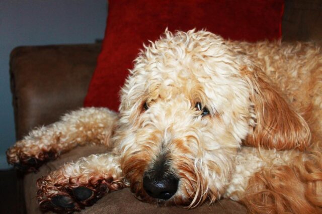 Best dog multivitamins for Goldendoodles