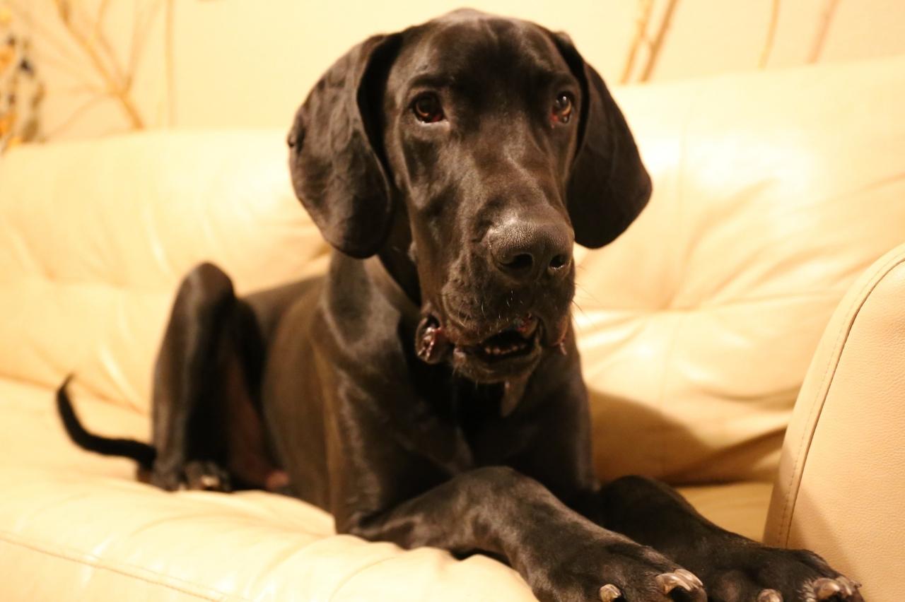 Best dog cameras for Great Danes