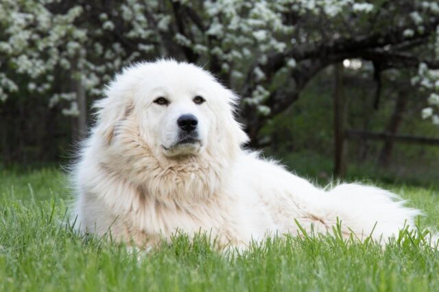 Best Baths for Great Pyrenees