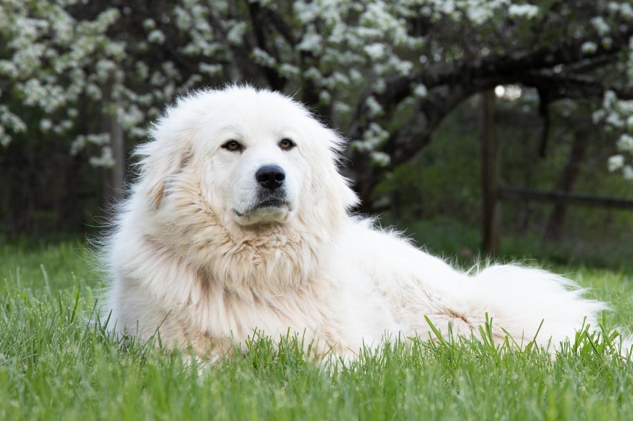 The 8 Best Dog Bathtubs For Great Pyrenees