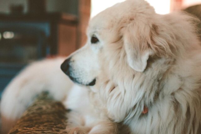 Best dog cameras for Great Pyrenees