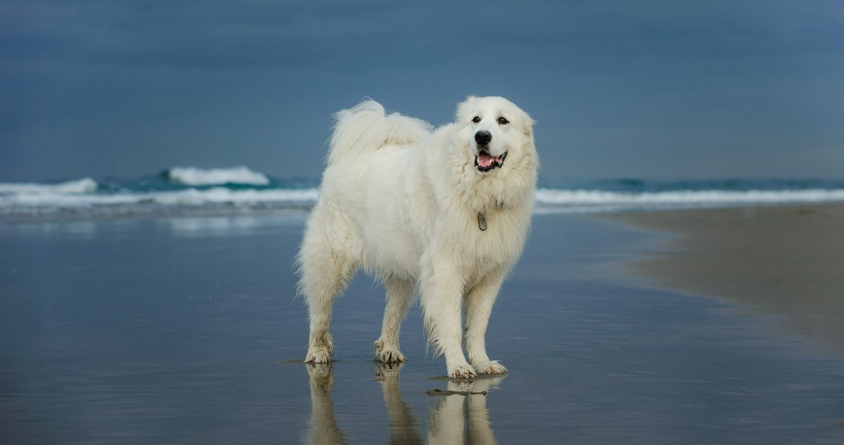 Great Pyrenees Feature2 1