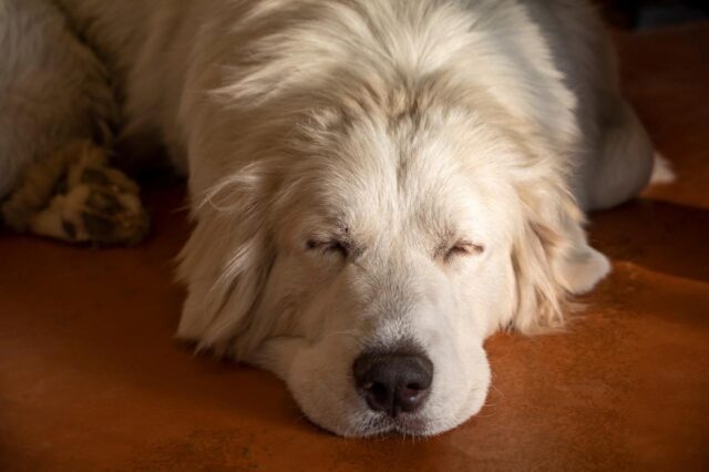Best dog multivitamins for Great Pyrenees