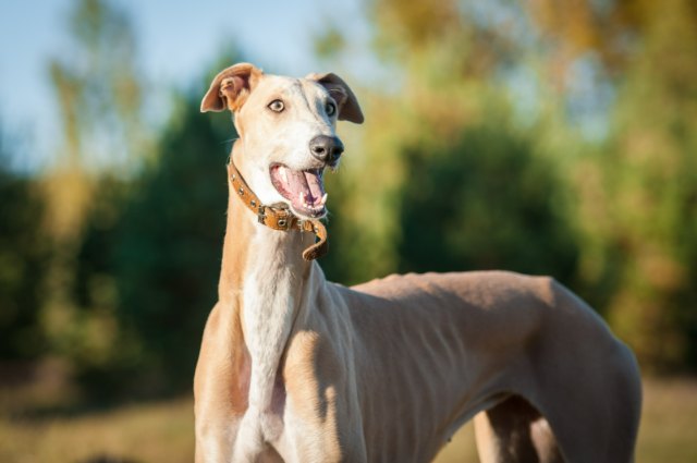 How Often Do I Take a Greyhound Outside to Pee?