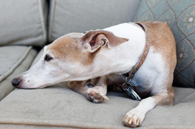 Best dog multivitamins for Greyhounds