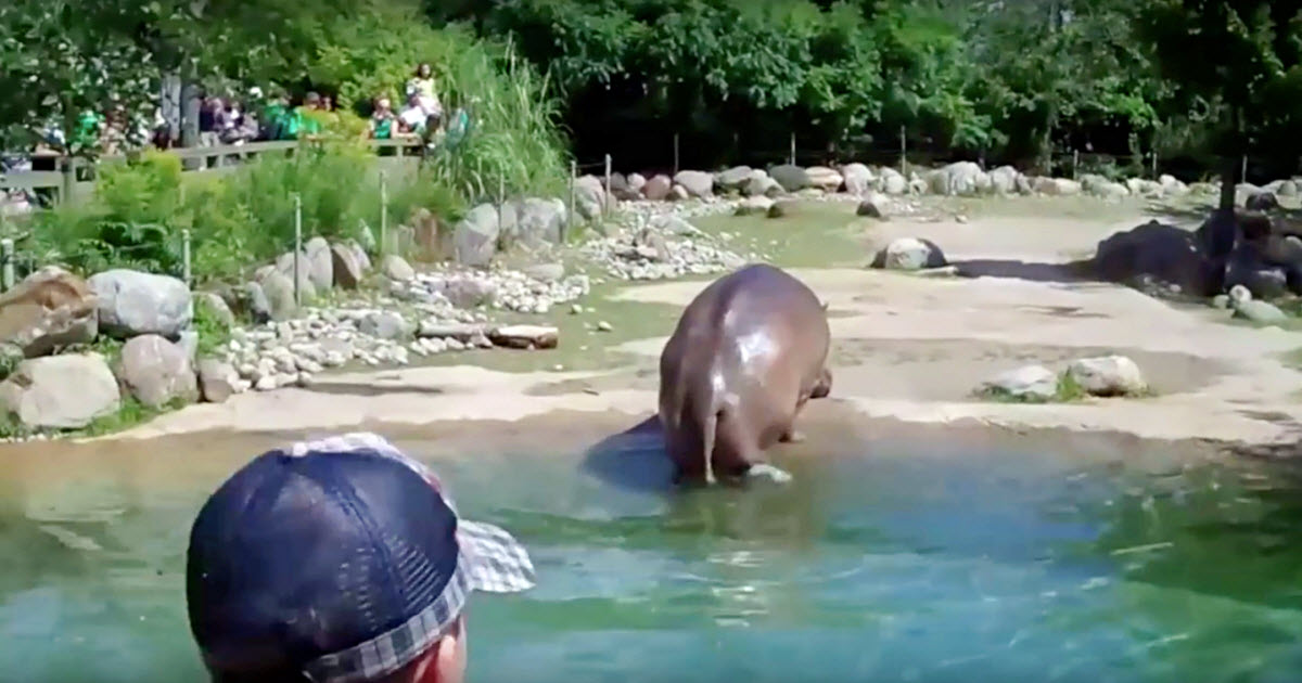 Hippo “Unexpectedly” Lets Out A Massive Fart In Front Of Zoo-Goers