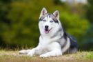 Ideal Diet for Huskies - The Ultimate Husky Feeding Guide - iHeartDogs.com