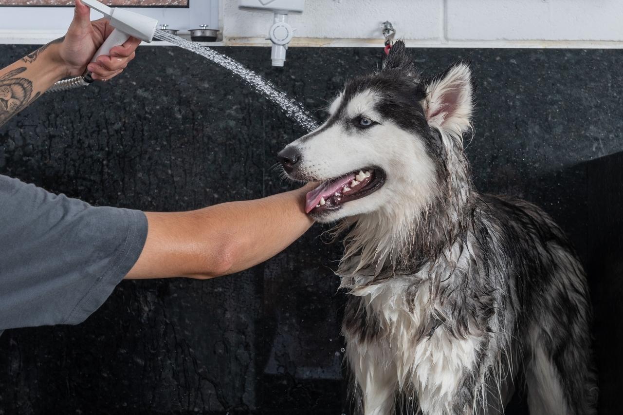 The 8 Best Dog Bathtubs For Huskies