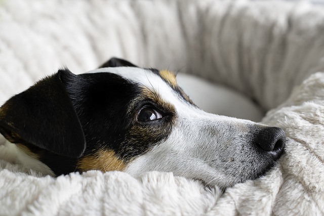 The 9 Best Beds For Senior Jack Russells