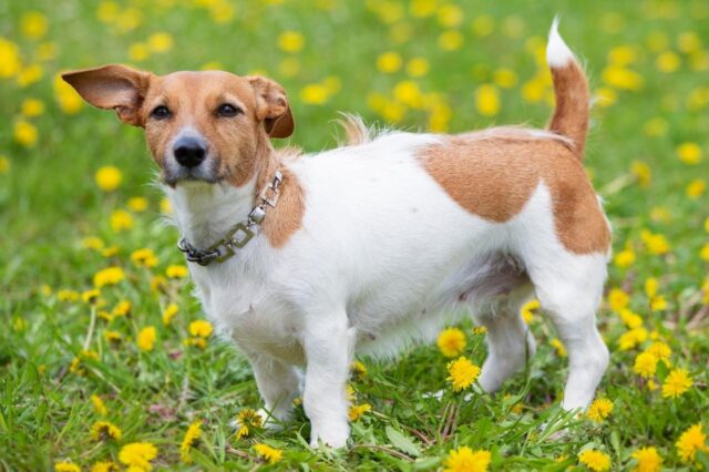 Best online dog training classes for Jack Russells