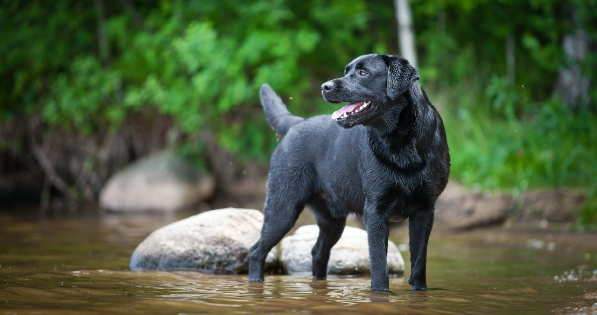 How Often Do I Take a Lab Outside to Pee?