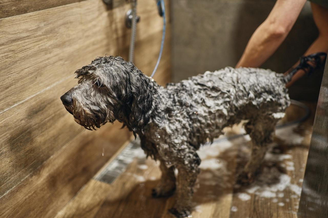 Best bathtub for Labradoodles