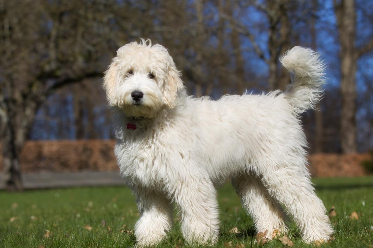 7 Best Online Dog Training Classes for Labradoodles